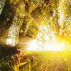 Xxl Wandbild Unberuehrte Natur Panorama Zoom