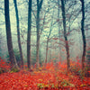 Xxl Wandbild Vertraeumter Wald Quadrat Motivvorschau