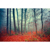 Xxl Wandbild Vertraeumter Wald Querformat Motivvorschau