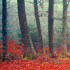 Xxl Wandbild Vertraeumter Wald Querformat Zoom