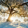 Xxl Wandbild Verzauberte Winterlandschaft Quadrat Motivvorschau