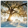 Xxl Wandbild Verzauberte Winterlandschaft Quadrat Produktvorschau Frontal