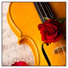 Xxl Wandbild Violine Rose Quadrat Produktvorschau Frontal