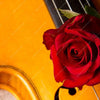 Xxl Wandbild Violine Rose Querformat Zoom