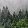 Xxl Wandbild Wald Im Nebel Hochformat Zoom