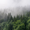 Xxl Wandbild Wald Im Nebel Quadrat Motivvorschau