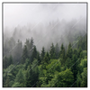 Xxl Wandbild Wald Im Nebel Quadrat Produktvorschau Frontal