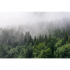 Xxl Wandbild Wald Im Nebel Querformat Motivvorschau