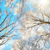 Xxl Wandbild Wald Im Winter Hochformat Zoom