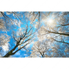 Xxl Wandbild Wald Im Winter Querformat Motivvorschau