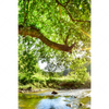 Xxl Wandbild Wald Mit Bach Bei Sonnenschein Hochformat Motivvorschau