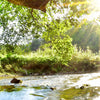 Xxl Wandbild Wald Mit Bach Bei Sonnenschein Hochformat Zoom