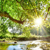 Xxl Wandbild Wald Mit Bach Bei Sonnenschein Quadrat Motivvorschau