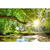 Xxl Wandbild Wald Mit Bach Bei Sonnenschein Querformat Motivvorschau