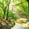 Xxl Wandbild Wald Mit Bach Hochformat Zoom