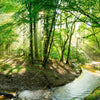 Xxl Wandbild Wald Mit Bach Quadrat Motivvorschau