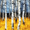 Xxl Wandbild Wald Mit Birkenbaeumen Hochformat Zoom