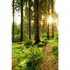 Xxl Wandbild Wald Mit Sonnenstrahlen No 2 Hochformat Motivvorschau