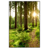 Xxl Wandbild Wald Mit Sonnenstrahlen No 2 Hochformat Produktvorschau Frontal