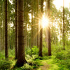 Xxl Wandbild Wald Mit Sonnenstrahlen No 2 Hochformat Zoom
