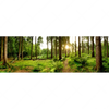 Xxl Wandbild Wald Mit Sonnenstrahlen No 2 Panorama Motivvorschau