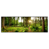Xxl Wandbild Wald Mit Sonnenstrahlen No 2 Panorama Produktvorschau Frontal