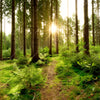 Xxl Wandbild Wald Mit Sonnenstrahlen No 2 Quadrat Motivvorschau