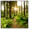 Xxl Wandbild Wald Mit Sonnenstrahlen No 2 Quadrat Produktvorschau Frontal