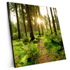 Xxl Wandbild Wald Mit Sonnenstrahlen No 2 Quadrat Produktvorschau Seitlich