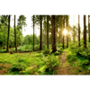 Xxl Wandbild Wald Mit Sonnenstrahlen No 2 Querformat Motivvorschau