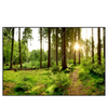 Xxl Wandbild Wald Mit Sonnenstrahlen No 2 Querformat Produktvorschau Frontal