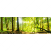 Xxl Wandbild Wald Mit Sonnenstrahlen Panorama Motivvorschau