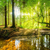 Xxl Wandbild Wald Mit Sonnenstrahlen Quadrat Motivvorschau