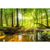 Xxl Wandbild Wald Mit Sonnenstrahlen Querformat Motivvorschau