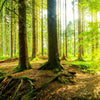 Xxl Wandbild Wald Mit Sonnenstrahlen Schmal Zoom