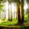 Xxl Wandbild Waldbach Im Sonnenschein Quadrat Motivvorschau