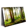 Xxl Wandbild Waldbach Im Sonnenschein Querformat Produktvorschau Seitlich