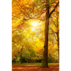 Xxl Wandbild Waldlandschaft Im Herbst Hochformat Motivvorschau