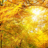 Xxl Wandbild Waldlandschaft Im Herbst Hochformat Zoom
