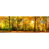 Xxl Wandbild Waldlandschaft Im Herbst Panorama Motivvorschau