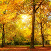 Xxl Wandbild Waldlandschaft Im Herbst Quadrat Motivvorschau