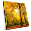Xxl Wandbild Waldlandschaft Im Herbst Quadrat Produktvorschau Seitlich