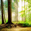 Xxl Wandbild Waldpanorama Quadrat Motivvorschau
