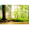 Xxl Wandbild Waldpanorama Querformat Motivvorschau