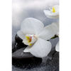 Xxl Wandbild Weisse Orchideen Hochformat Motivvorschau