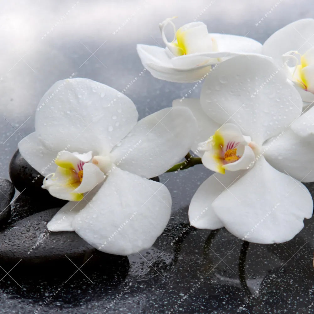 bilder weiße orchideen 🖼️ XXL-Wandbild