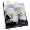 Xxl Wandbild Weisse Orchideen Quadrat Produktvorschau Seitlich