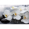 Xxl Wandbild Weisse Orchideen Querformat Motivvorschau