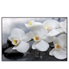 Xxl Wandbild Weisse Orchideen Querformat Produktvorschau Frontal