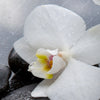 Xxl Wandbild Weisse Orchideen Querformat Zoom